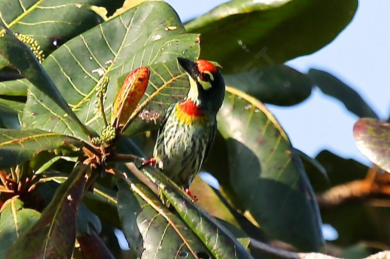 Barbu à plastron rouge