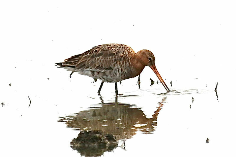 Black-tailed Godwit