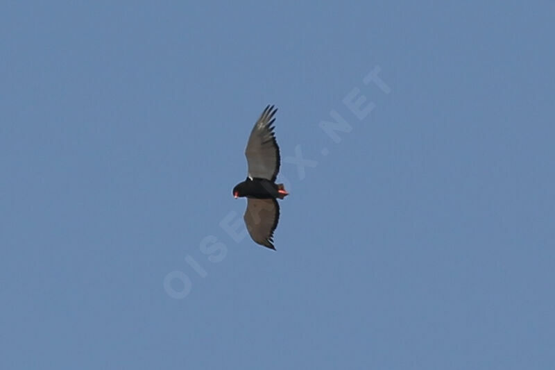 Bateleur des savanes