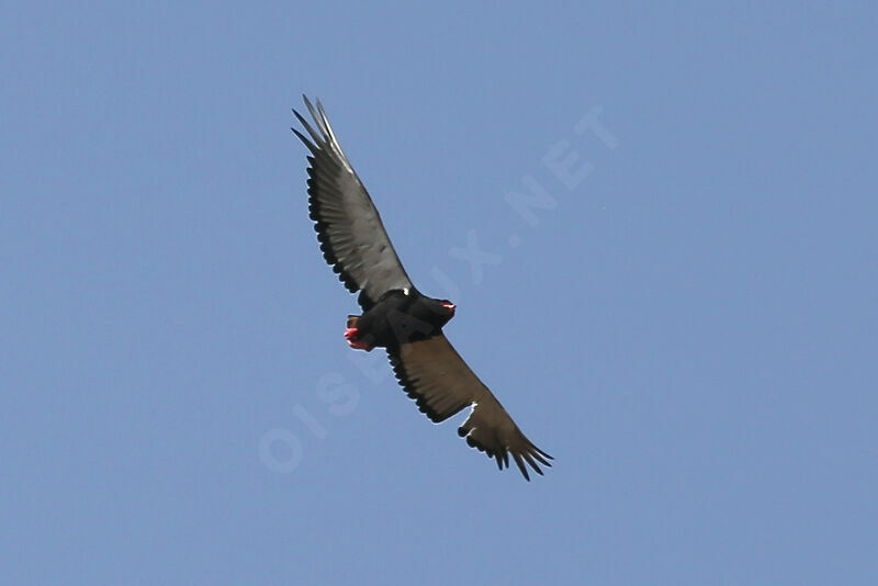 Bateleur des savanes