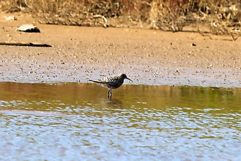 Curlew Sandpiper