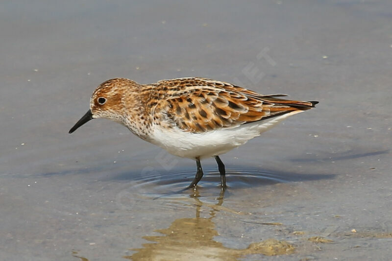 Little Stint