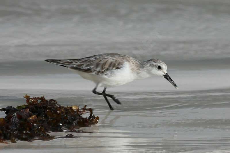 Sanderling