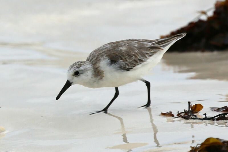 Bécasseau sanderling