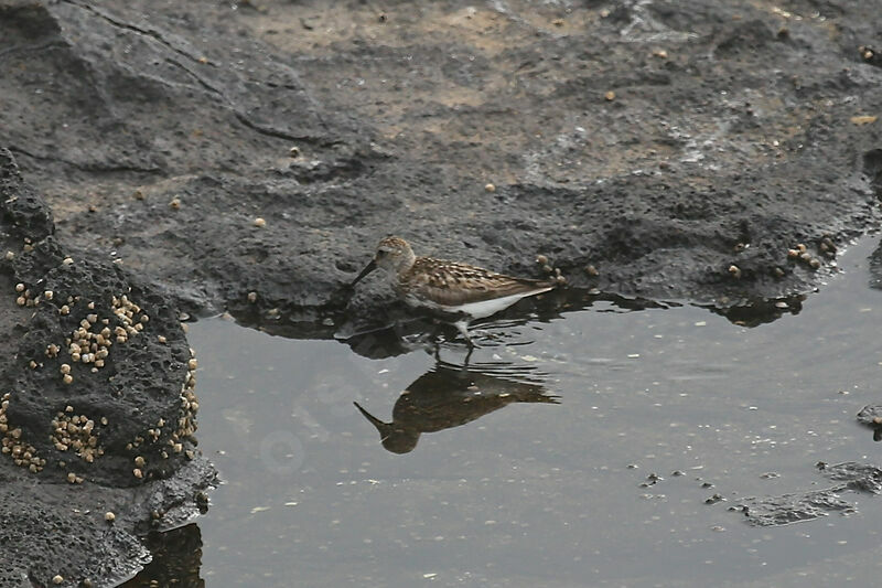 Bécasseau variable