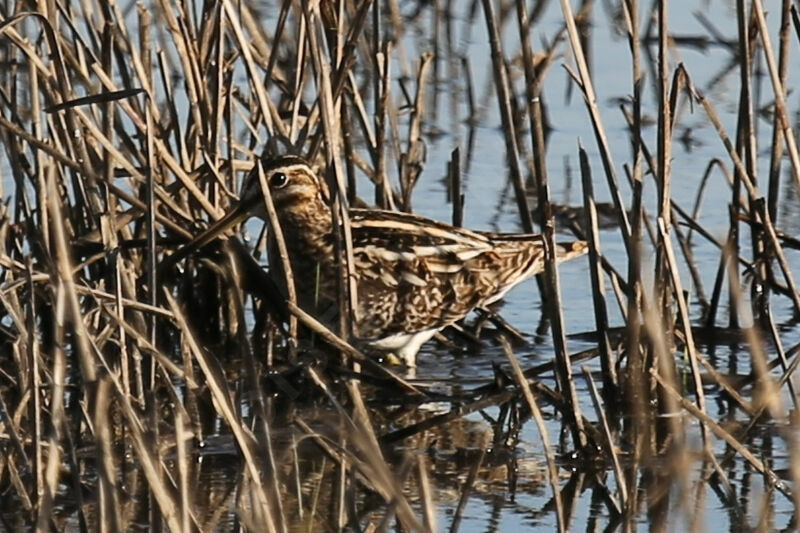 Bécassine des marais