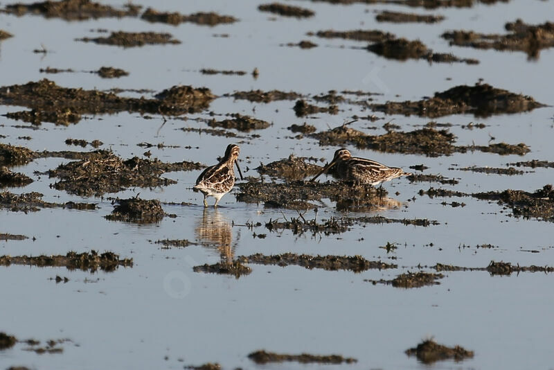 Common Snipe