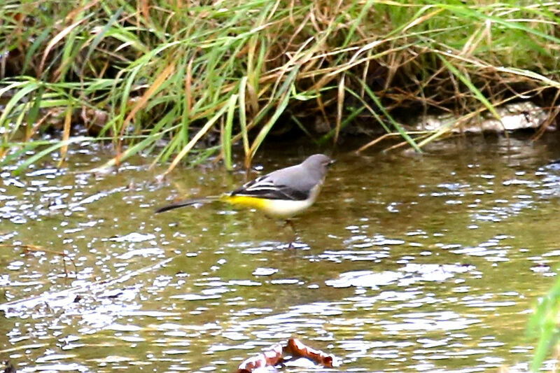 Bergeronnette des ruisseaux