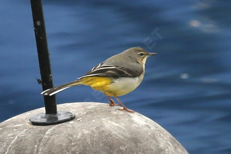 Bergeronnette des ruisseaux