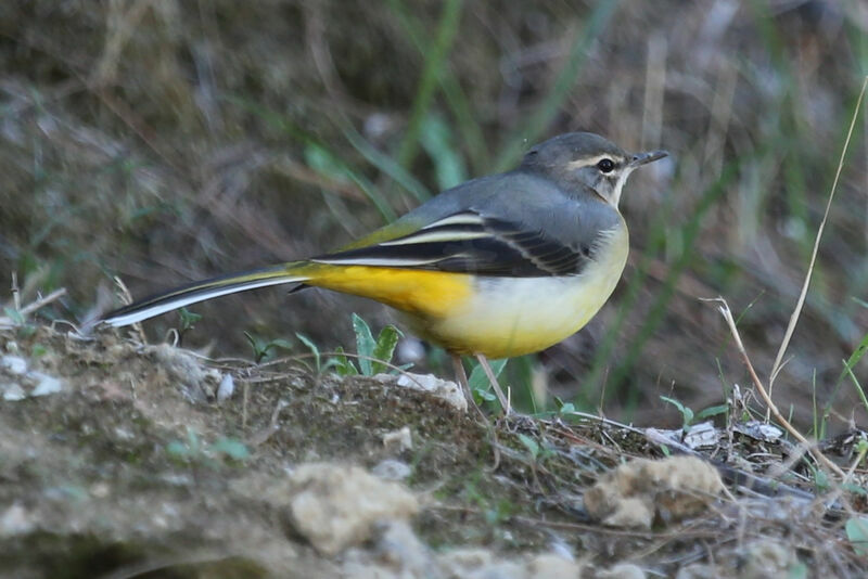 Grey Wagtail