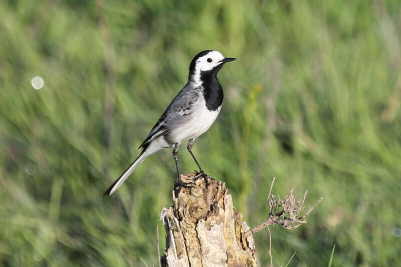 White Wagtail