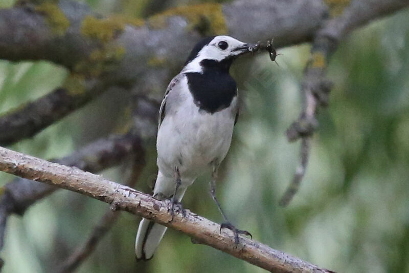 White Wagtail