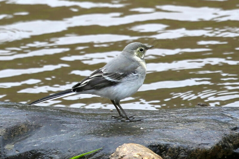 White Wagtail