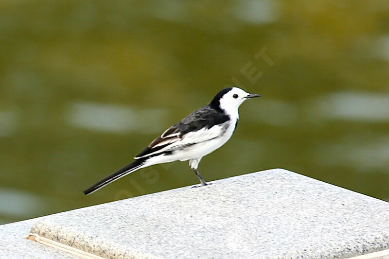 White Wagtail