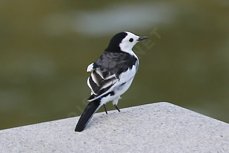 White Wagtail