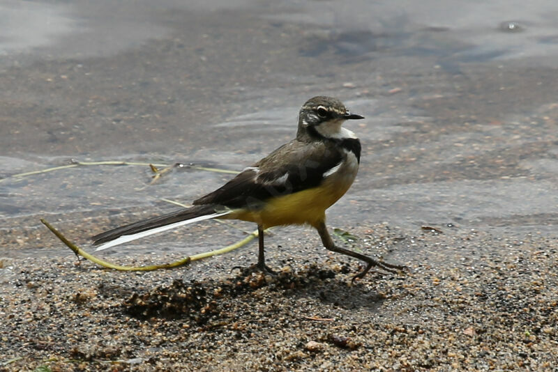 Madagascar Wagtail