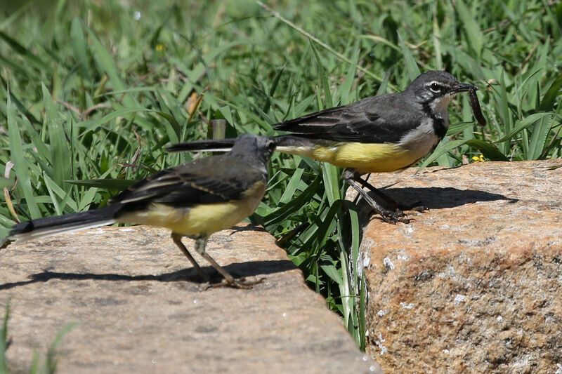 Madagascar Wagtail