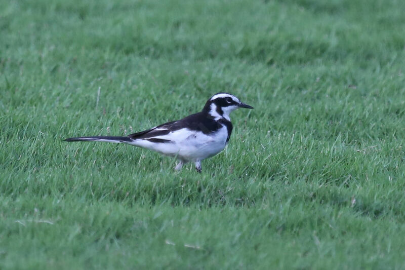 African Pied Wagtail