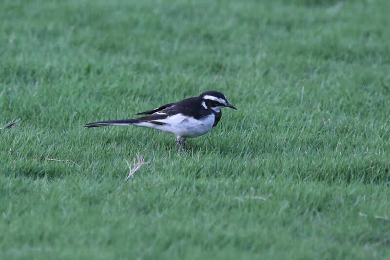 African Pied Wagtail