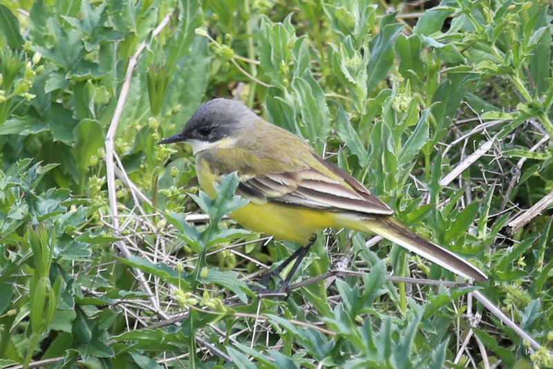 Western Yellow Wagtail