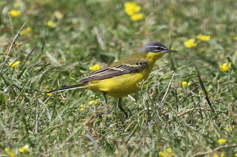 Western Yellow Wagtail