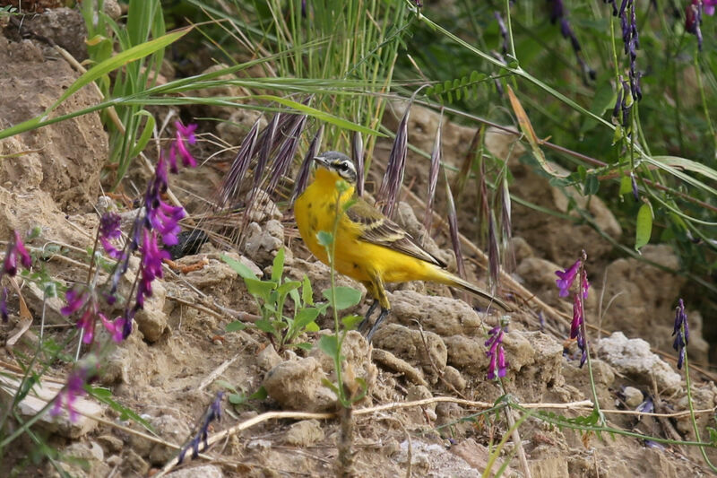 Western Yellow Wagtail