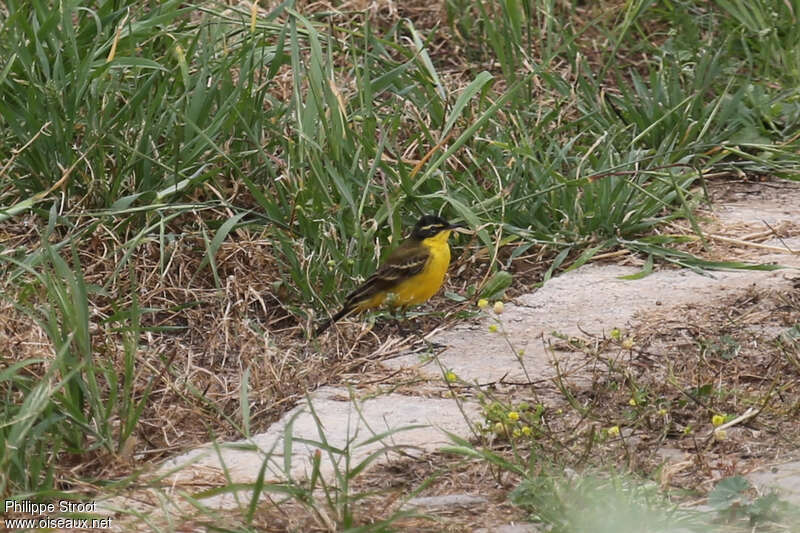 Western Yellow Wagtail male adult, identification, pigmentation