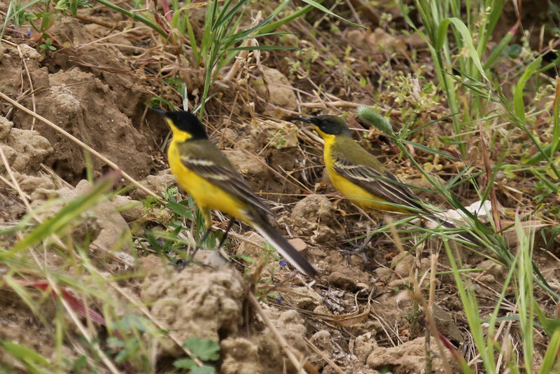 Western Yellow Wagtail