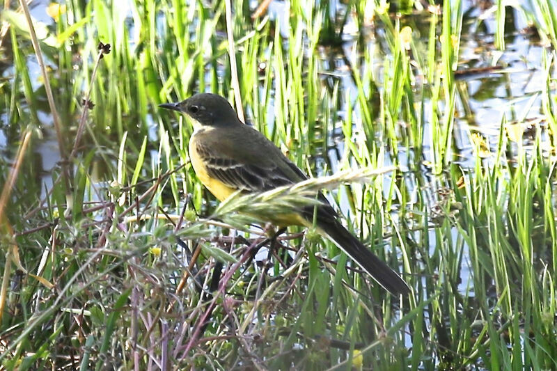 Western Yellow Wagtail