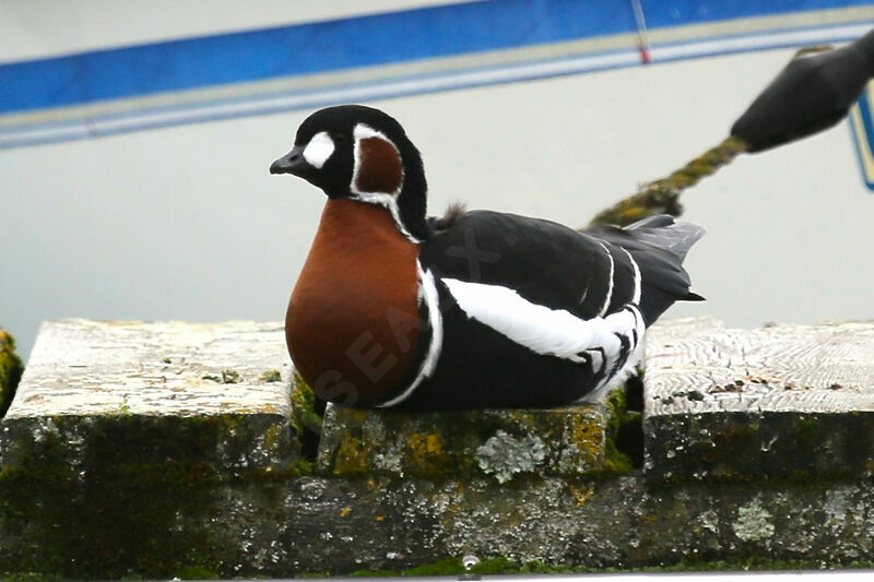 Red-breasted Goose