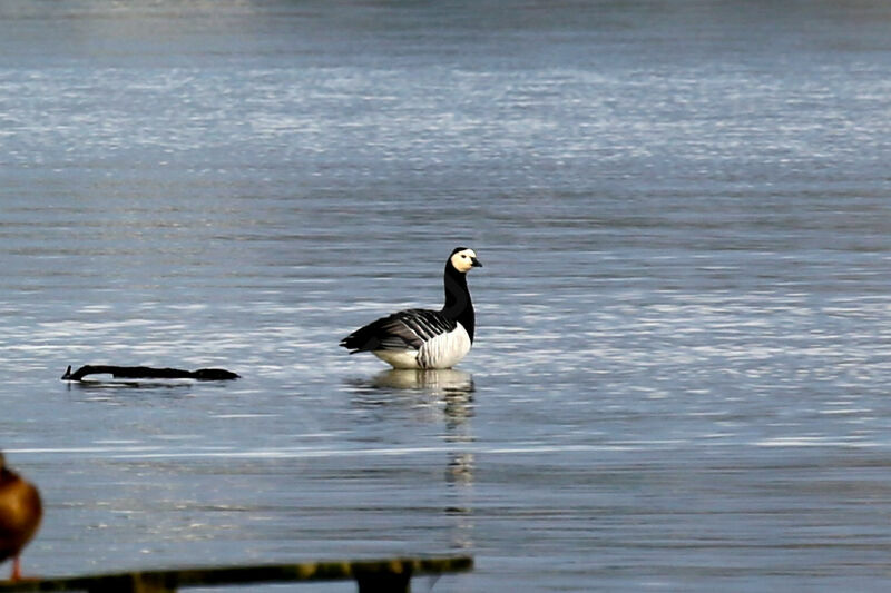 Barnacle Goose