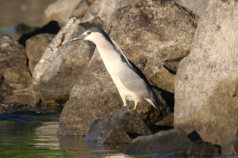 Black-crowned Night Heron