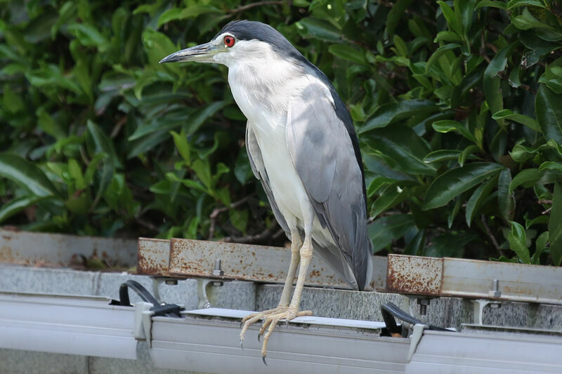 Black-crowned Night Heron