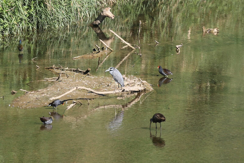 Yellow-crowned Night Heron