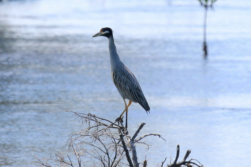 Yellow-crowned Night Heron