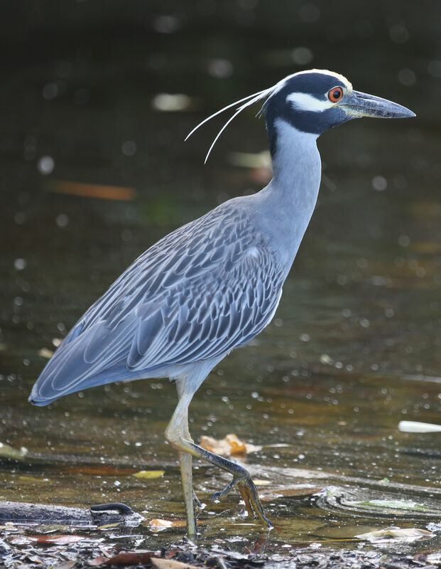 Yellow-crowned Night Heron