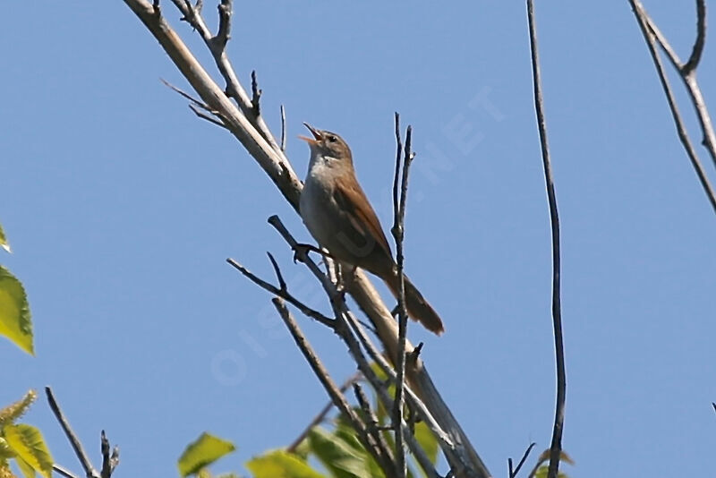 Bouscarle de Cetti