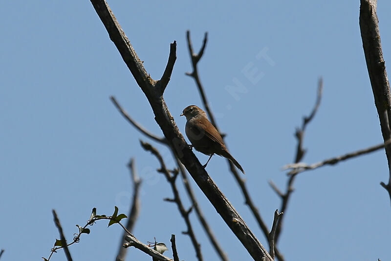 Cetti's Warbler