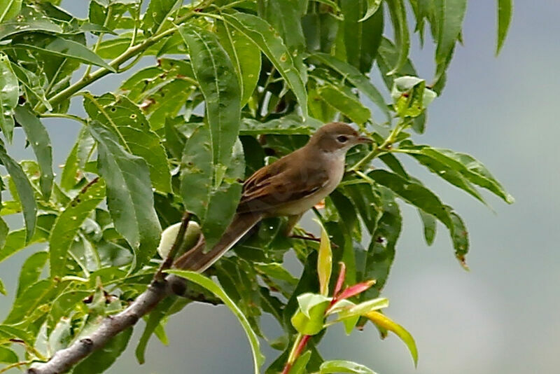 Bouscarle de Cetti