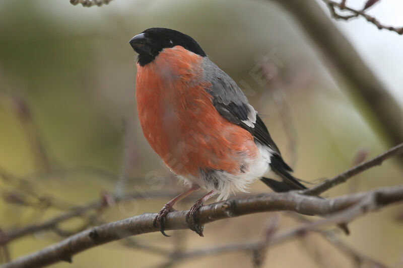 Eurasian Bullfinch