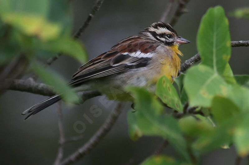 Bruant à poitrine dorée