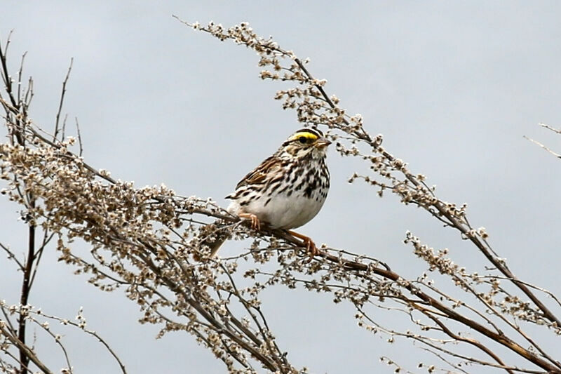 Bruant des prés