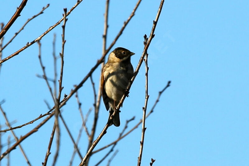 Bruant des roseaux