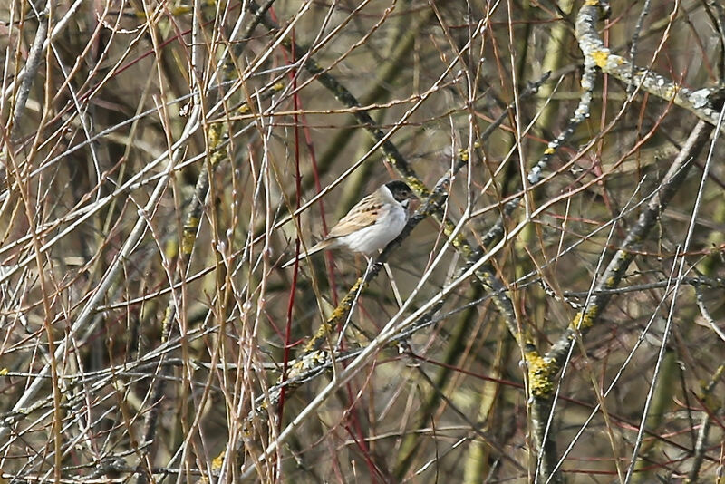 Bruant des roseaux