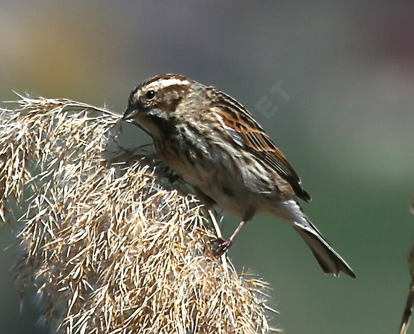 Bruant des roseaux