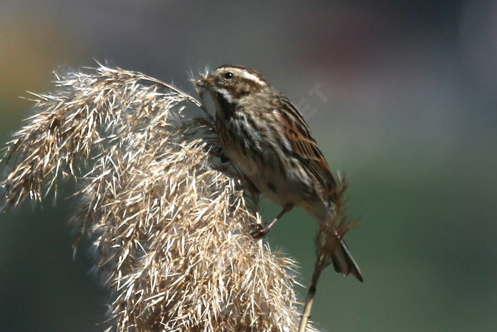 Bruant des roseaux