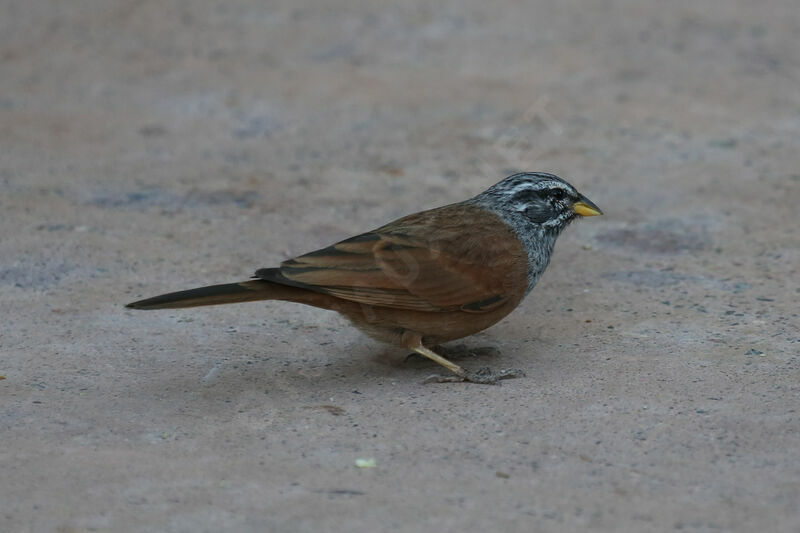 House Bunting