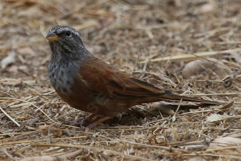 Bruant du Sahara