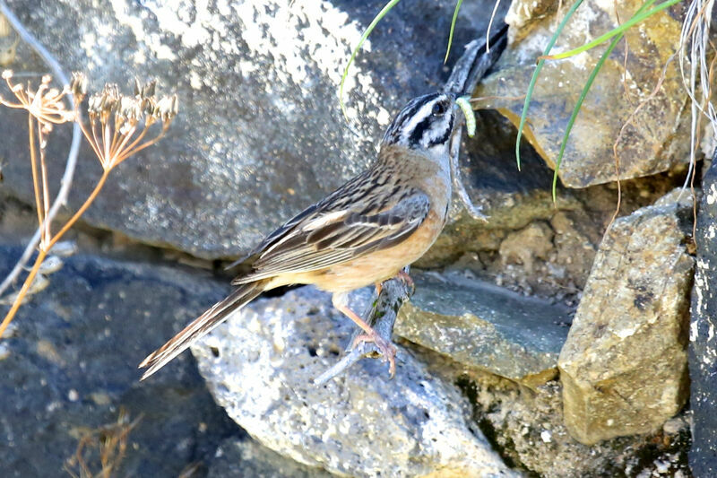 Bruant fouadulte, pigmentation, pêche/chasse, Nidification