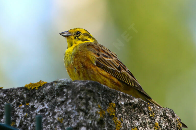 Bruant jaune